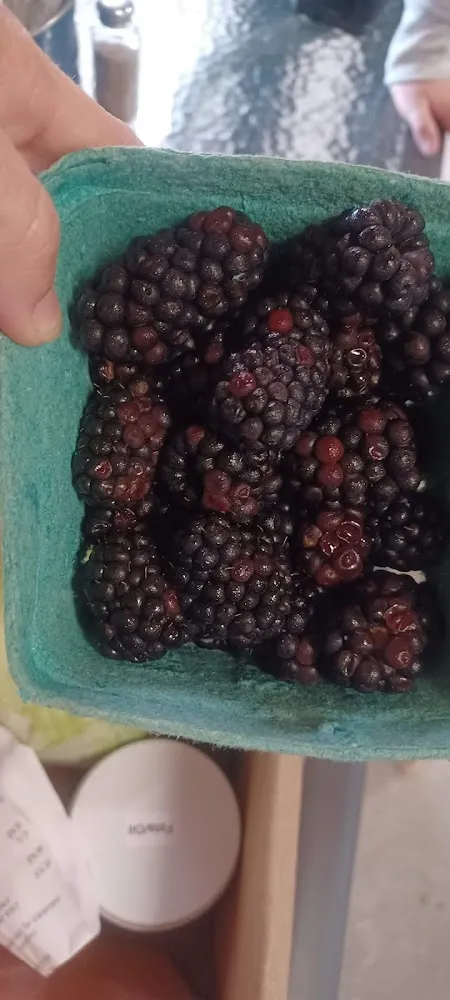 Blackberries